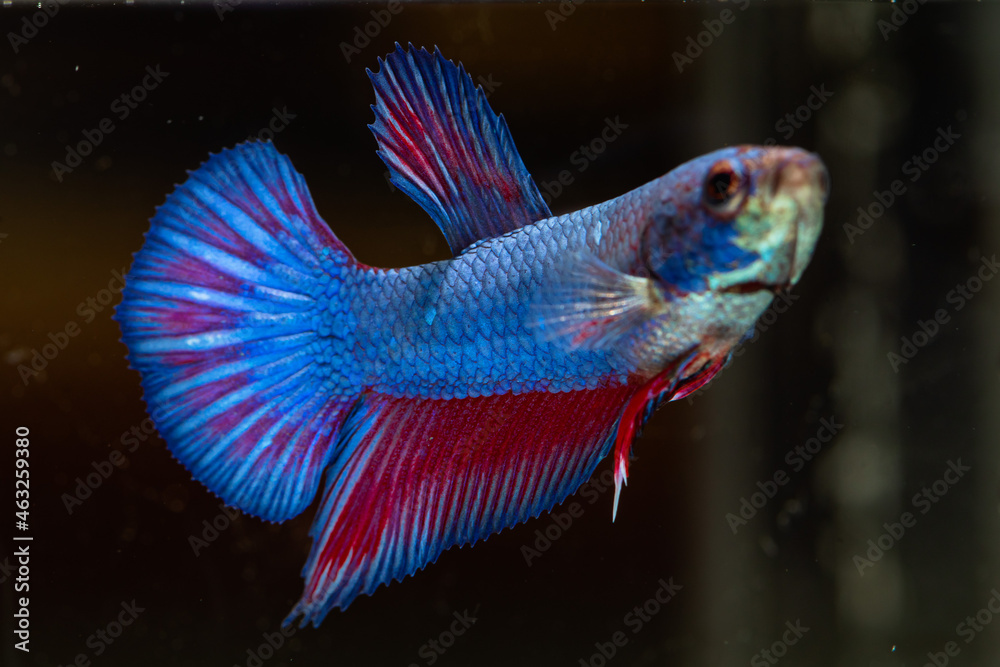 Betta fish, Siamese fighting fish, dancing and isolated in a small aquarium Betta fish, Siamese fighting fish, dancing and isolated in a small aquarium