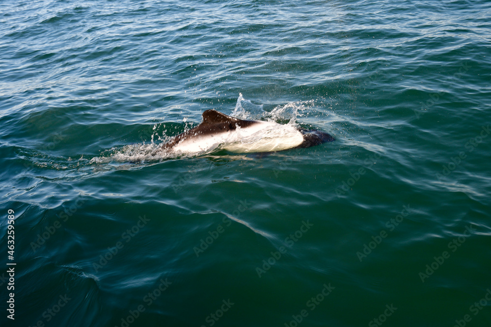 Naklejka premium Commerson dolphin swimming, Patagonia , Argentina.