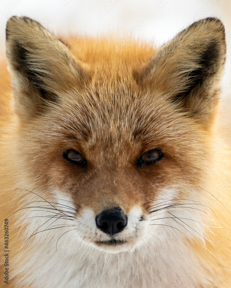 Ezo red fox (Vulpes vulpes schrencki) in Notsuke peninsula, Narawara, Hokkaido, Japan