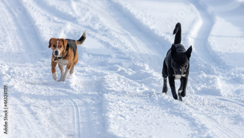 Two dogs runs in the snow