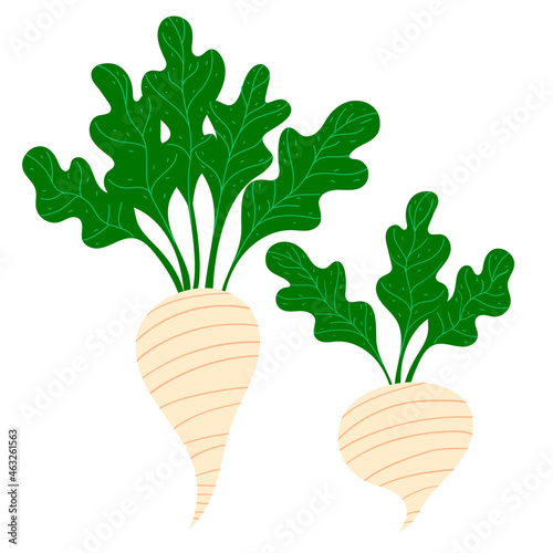 Two Sugar beets isolated on white background. Cartoon vector illustration. White beet.