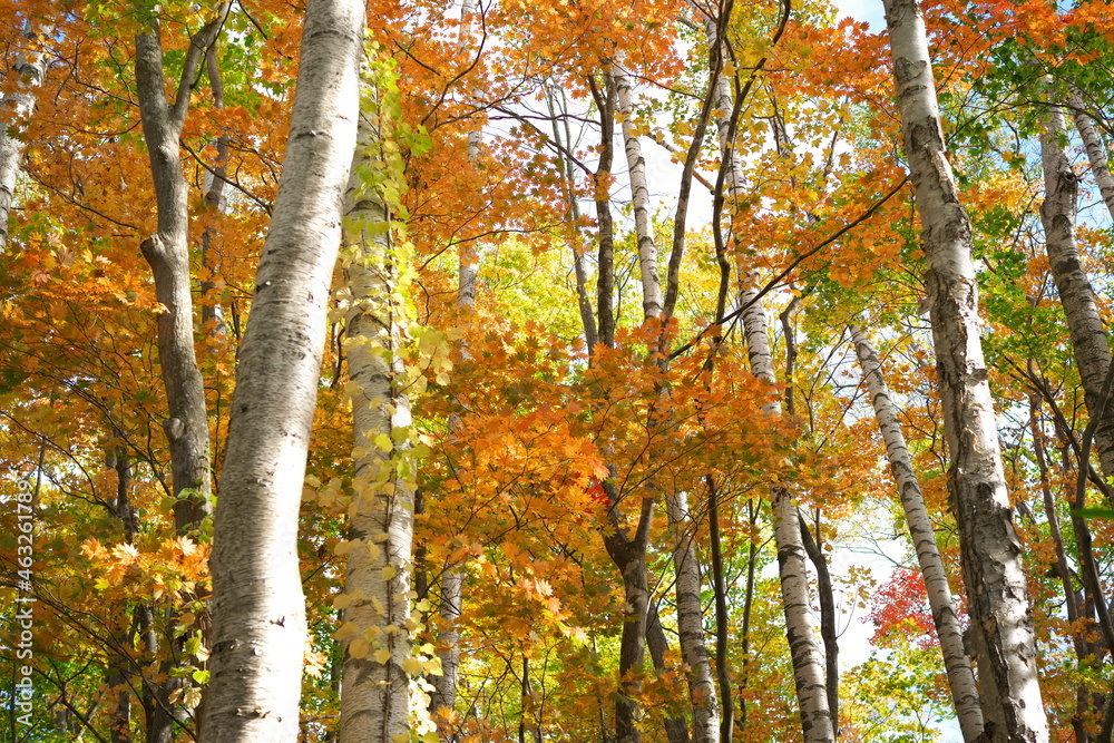 紅葉した林 紅葉した林