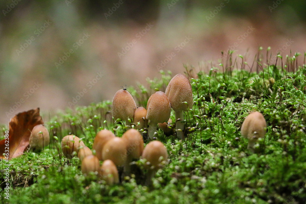 mushrooms on moss in the forest mushrooms on moss in the forest
