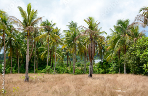 Coconut trees at plantation in Mekong Delta photo