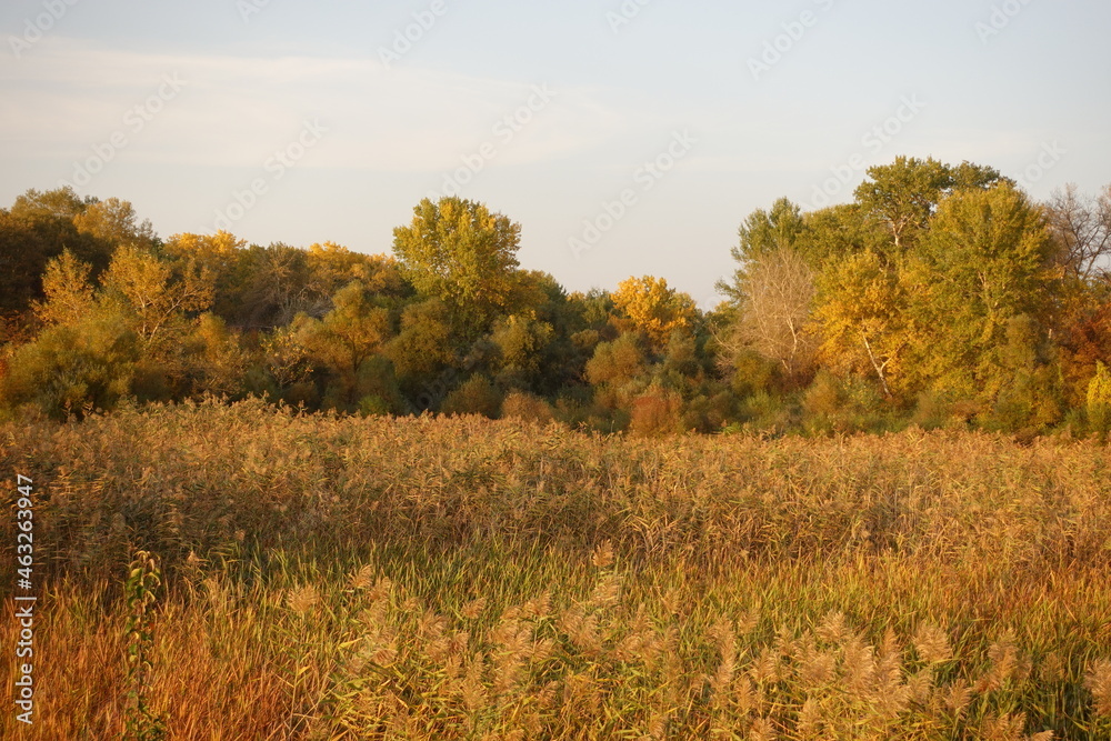 Fototapeta premium Beautiful Autumn Scenery Colors of Nature III 🍁🍂