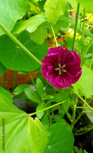 flower in the garden