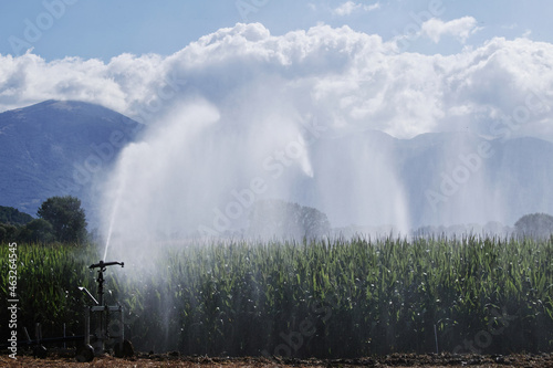 sprinkler operating in a corn field