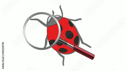 Animation of moving magnifying glass over ladybug on white background. Magnification at observation site.  photo