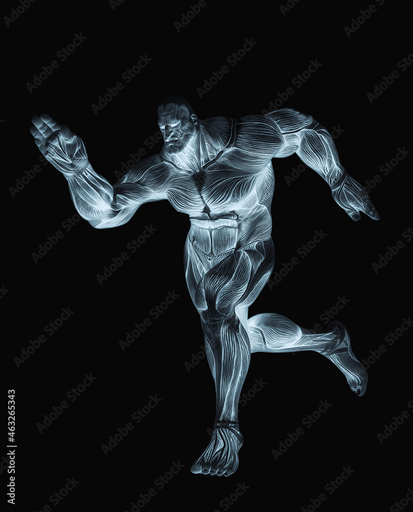 bodybuilder muscle maps is running in white background bodybuilder muscle maps is running in white background