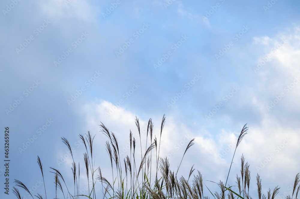 秋の空とすすき 秋の空とすすき