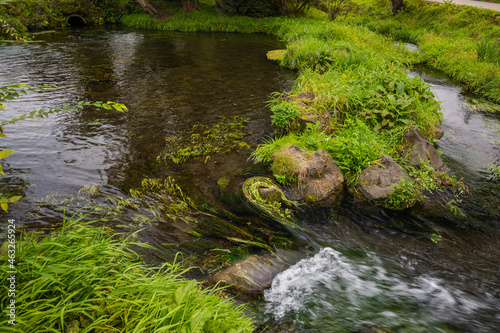 忍野八海 濁り池