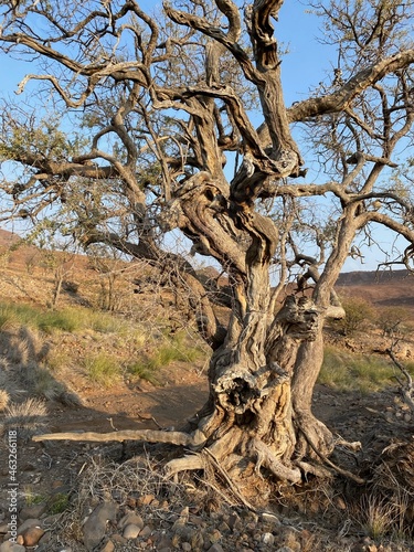 old african tree