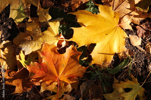 beautiful autumn leaves in the rays of the sun on the ground