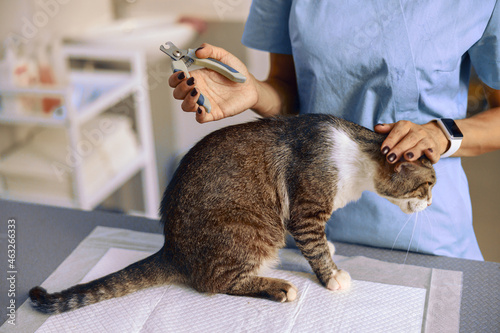 Veterinarian with cat and claws clipper at table civered with disposable underpad in clinic photo