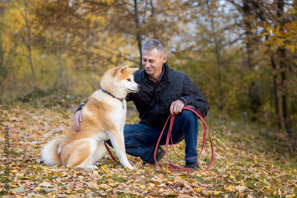 A man and his Akita Inu dog in the autumn forest