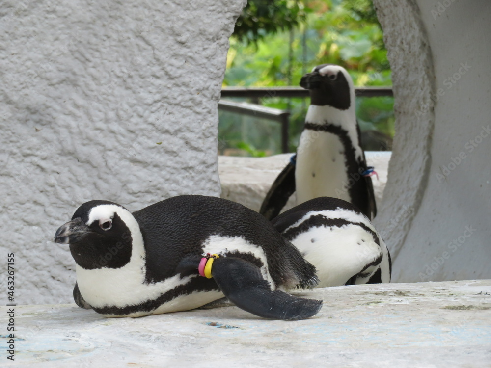 Fototapeta premium ケープペンギン