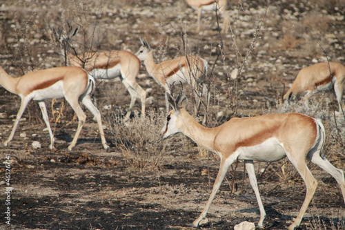 springbok in savannah