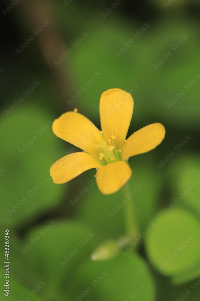Fototapeta premium yellow flower macro
