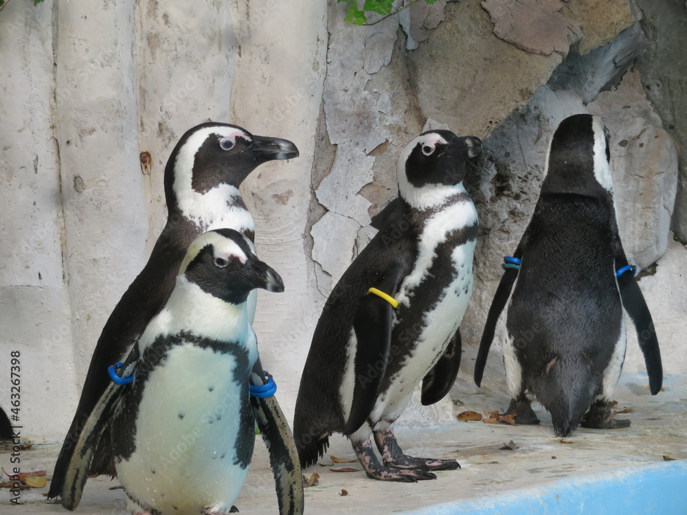 Obraz premium ケープペンギン