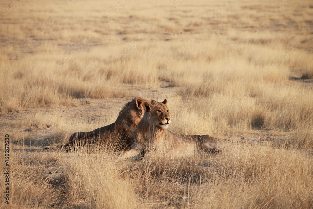 lions laying in the sun