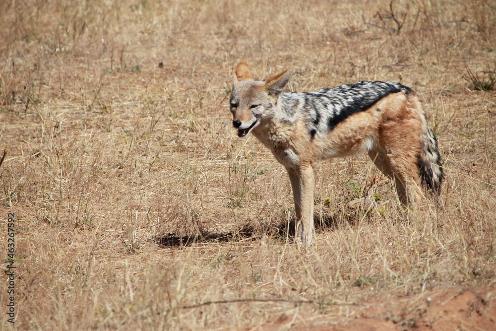 jackal in the wild jackal in the wild