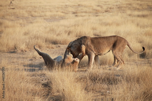lions playing together