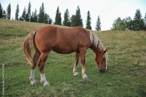 Beautiful horse in field. Lovely domesticated pet