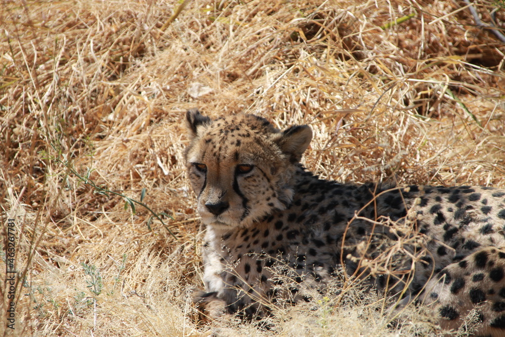 Naklejka premium cheetah on the grass