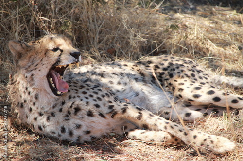 Yawning cheetah