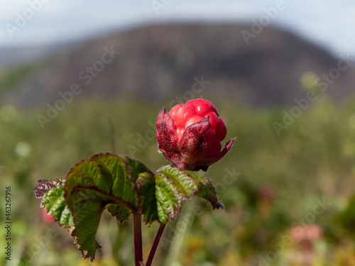 red cloudberry 