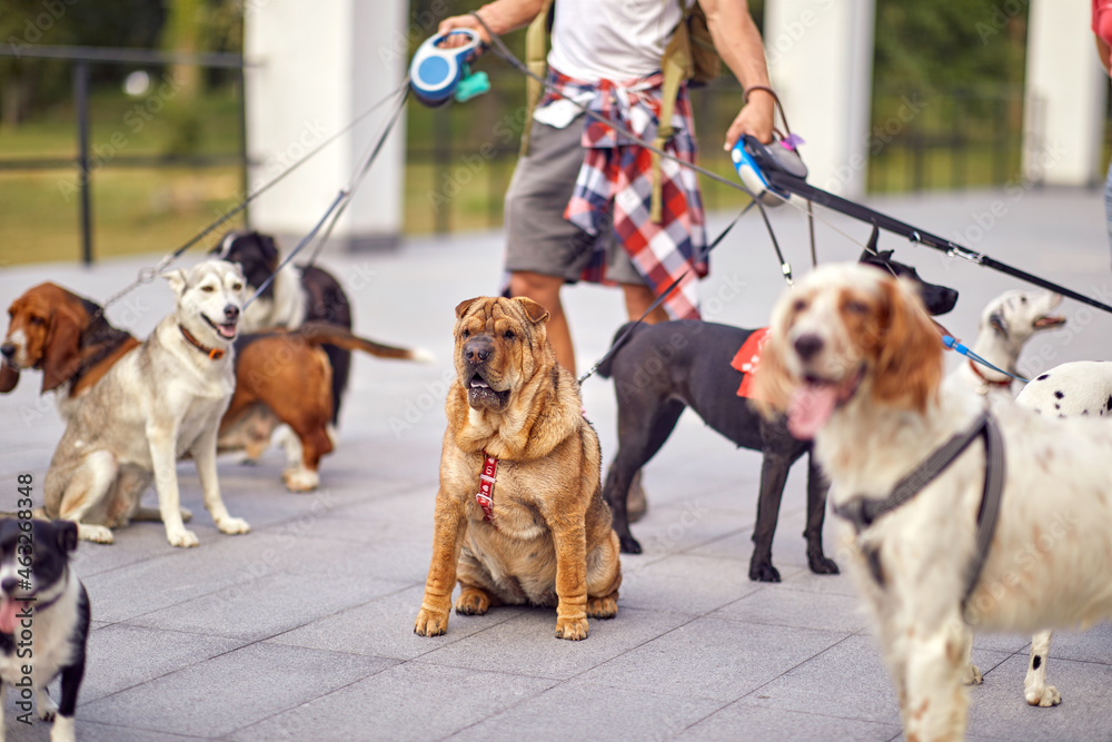 Close up of group of dogs on a walk led by a dog walker. Pets, walker, service