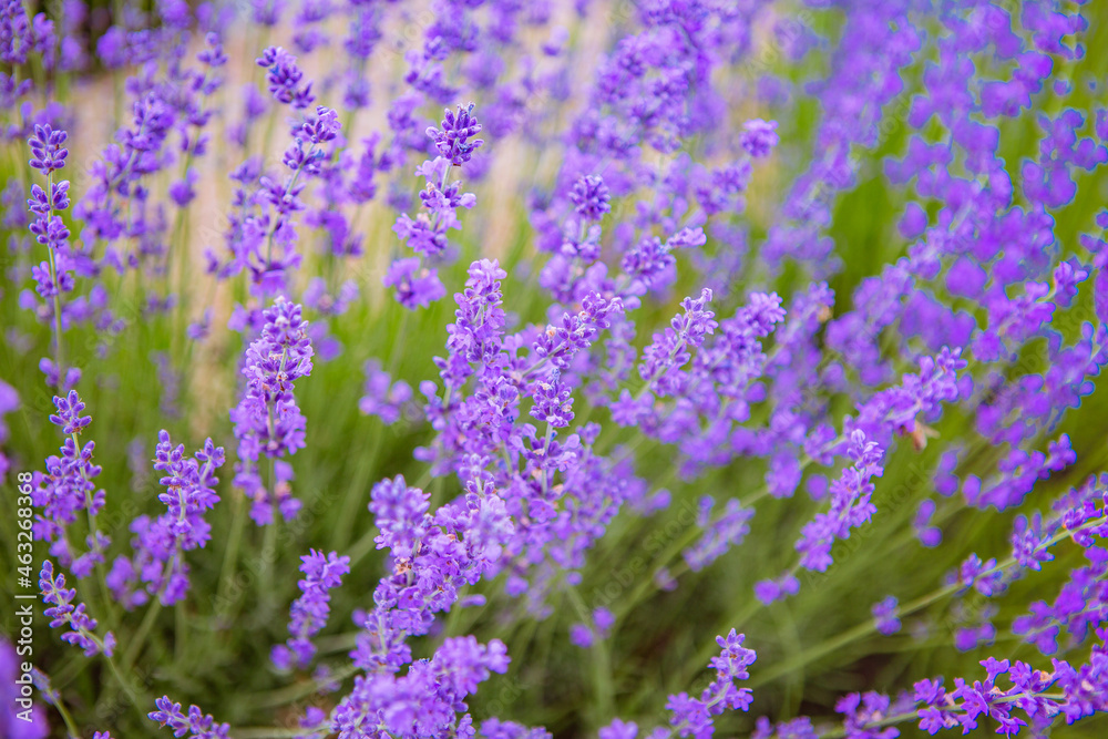 Fototapeta premium field of lavender