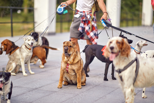 Close up of group of dogs on a walk led by a dog walker. Pets, walker, service