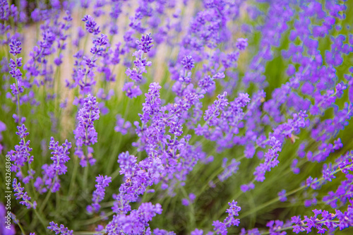 field of lavender