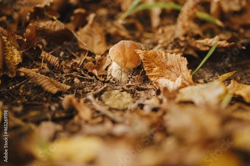Beautiful mushroom boletus with brown cap in autumn leaves in sunny autumn woods. Boletus edulis. Edible Porcini mushroom growing in fall woods. Tasty delicious fungi. Copy space