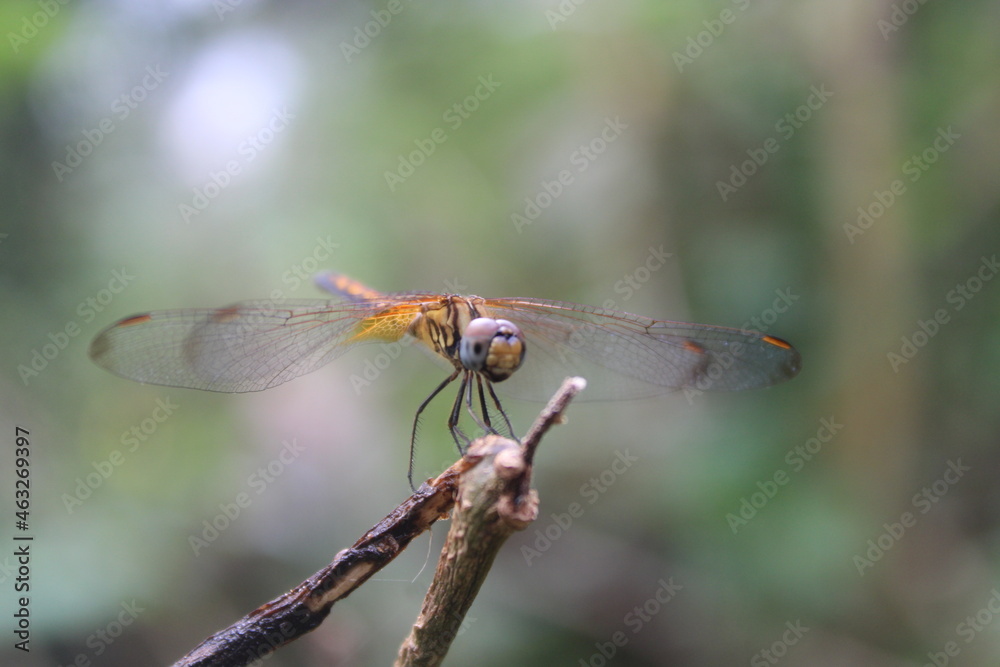 dragonfly on a branch dragonfly on a branch