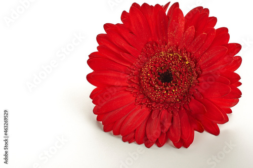  red gerbera flower on white background .