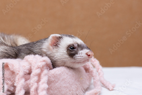 The cute funny ferret portrait