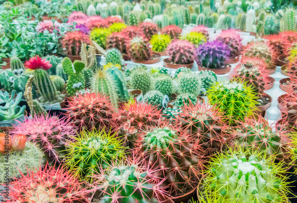 Many cacti grow in pots and are sold in the cactus market. Cacti in the nursery. Selective focus Many cacti grow in pots and are sold in the cactus market. Cacti in the nursery. Selective focus