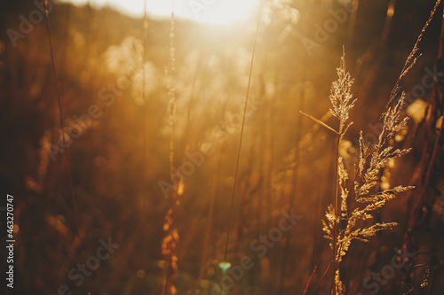 Beautiful autumn wild grass in evening sunlight  close up. Autumnal background. Beautiful grasses and herbs in sunset rays in evening autumn meadow. Space for text