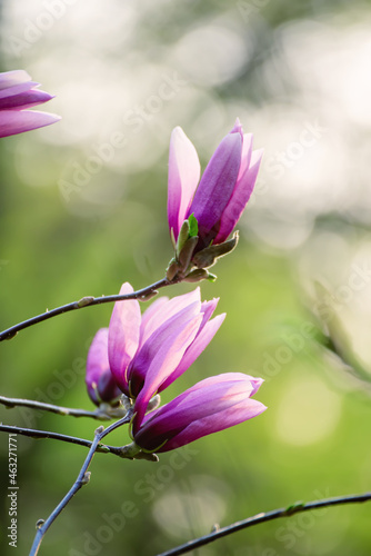 Magnolia spring flowers