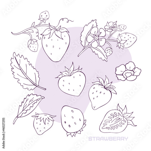 Strawberries vector linear collection on white background.
