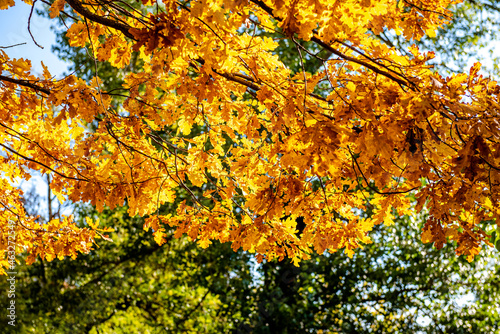 Autumn landscape. Autumn oak leaves. Oak tree with foliage getting ready to fall