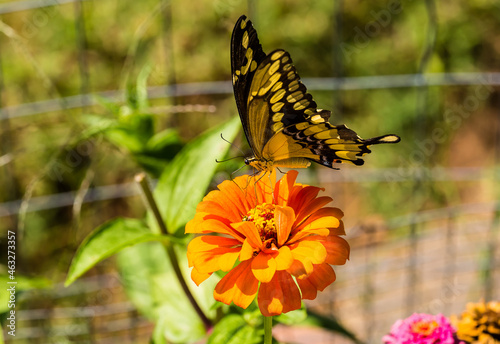 Giant swallowtail butterfly (Papilio cresphontes Cramer) on Orange Zenia Flower photo
