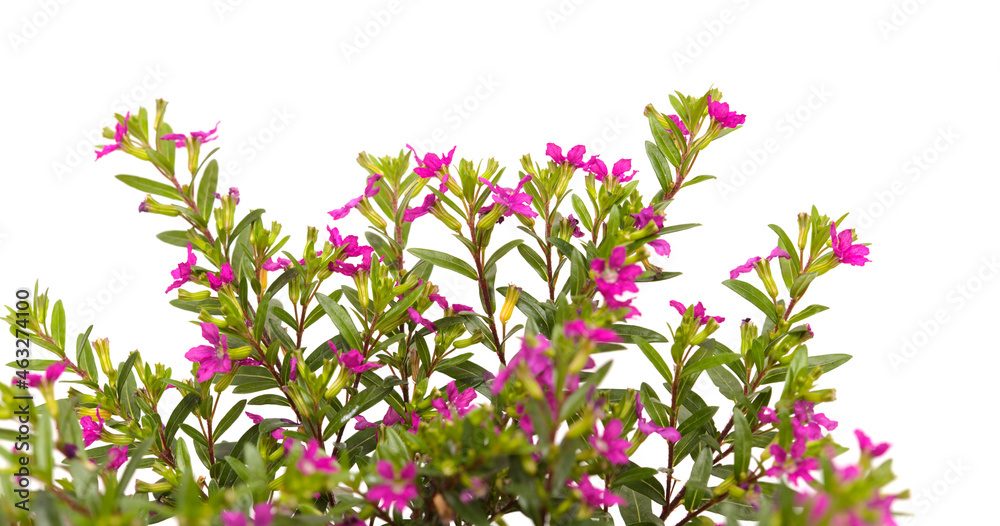 Purple flowers of Cuphea hyssopifolia, the false heather, isolated on white background 