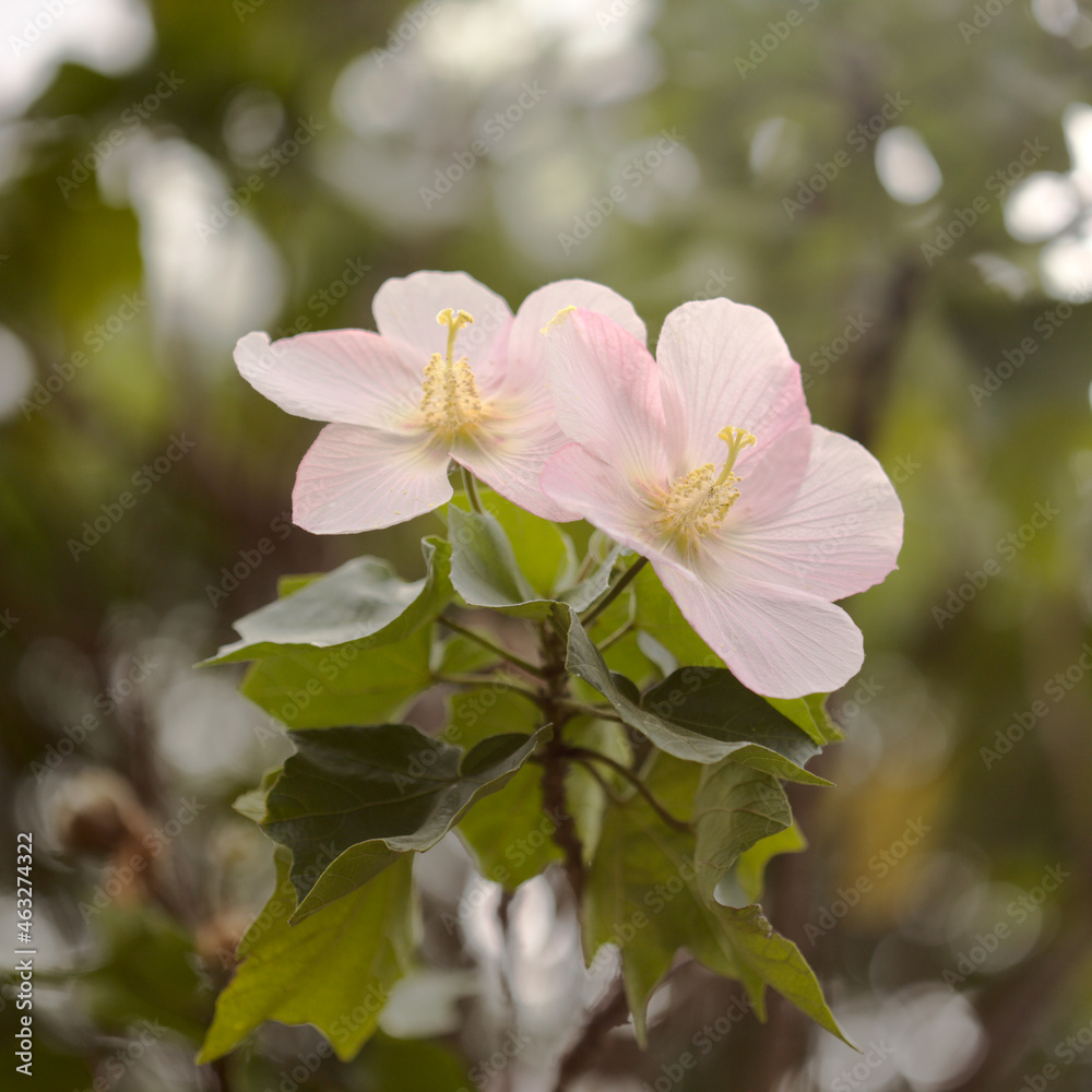 Fototapeta premium Pink flowers of Hibiscus makinoi or Okinawan Hibiscus, natural macro floral background