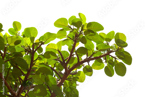 Branches with round green leaves of Ficus vasta, sycamore-fig from Africa, isolated on white background 
 photo