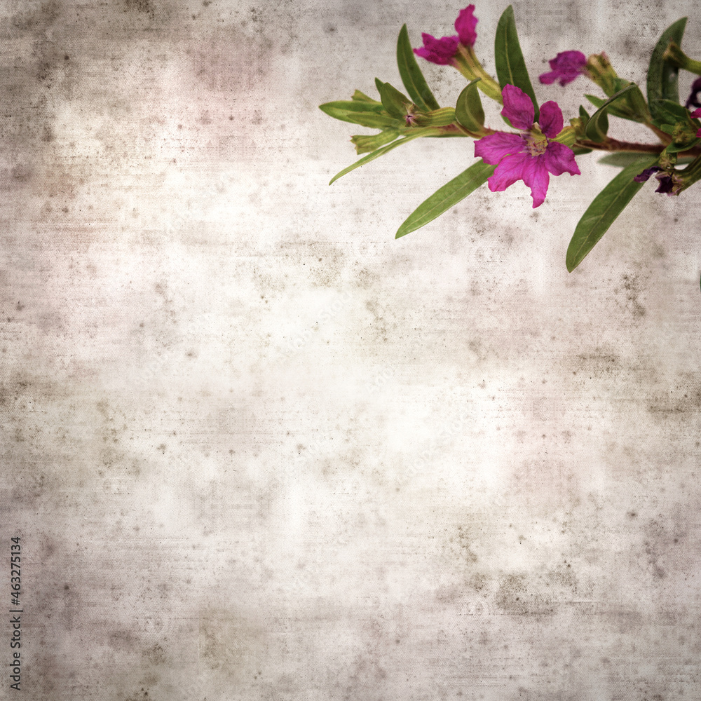 square stylish old textured paper background with flowering Cuphea hyssopifolia, the false heather
square stylish old textured paper background with flowering Cuphea hyssopifolia, the false heather