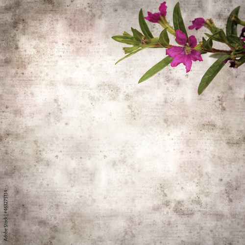 square stylish old textured paper background with flowering Cuphea hyssopifolia, the false heather 