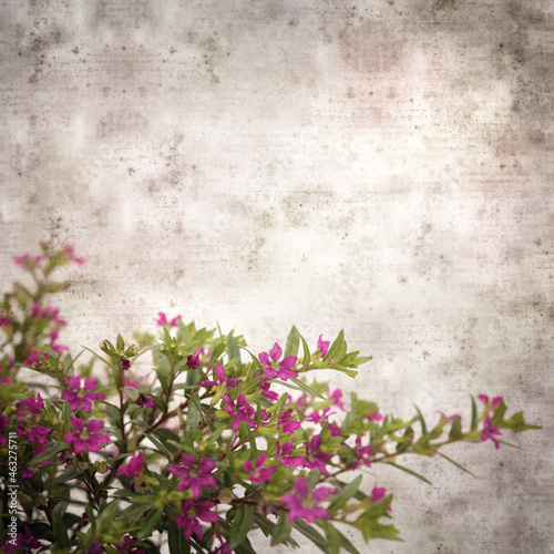 square stylish old textured paper background with flowering Cuphea hyssopifolia, the false heather
